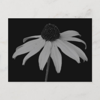 Cartão Postal De Festividades Cartão-postal Coneflower