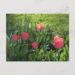 Cartão Postal De Festividades Cartão-postal Coral Red Sunny Tulipes DIY
