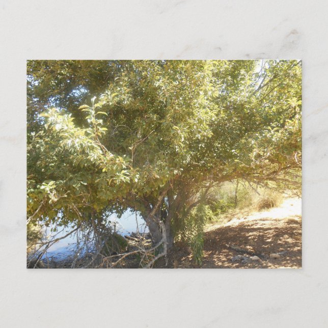 Cartão Postal De Festividades Cartão-postal da Antiga Árvore Apple Bush Ocidenta (Frente)