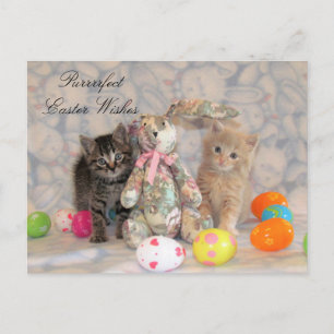 Cartão Postal De Festividades Cartão-postal da Páscoa Patton & Buffington - Gato