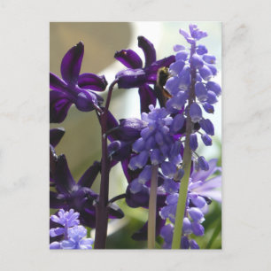Cartão Postal De Festividades Cartão-postal das flores púrpura e azuis da primav