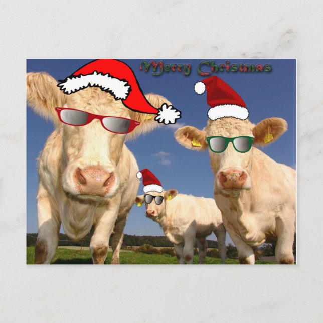 Cartão Postal De Festividades Cartão-postal das Vacas de Natal (Frente)