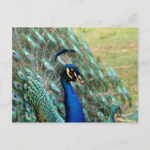 Cartão Postal De Festividades Cartão-postal Day_Peacock do namorados