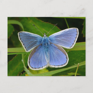 Cartão Postal De Festividades Cartão-postal de borboleta azul