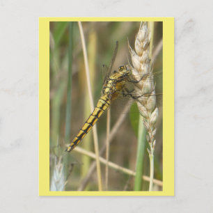 Cartão Postal De Festividades Cartão-postal de Fechar Dragonfly Amarelo