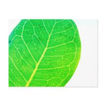 Cartão-postal de folha verde rica em fig Wild Fig
