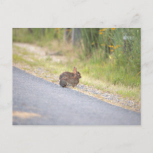 Cartão Postal De Festividades Cartão-postal de fotografia Bunnies