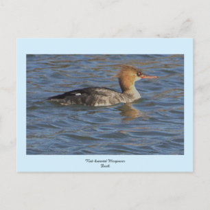 Cartão Postal De Festividades Cartão-postal de Merganser de peito vermelho