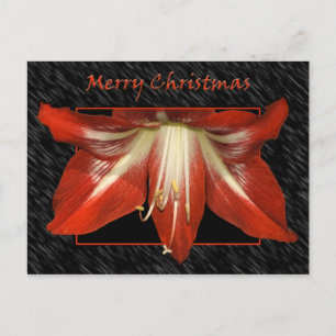 Cartão Postal De Festividades Cartão-postal de Natal Amaryllis