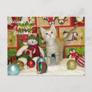 Cartão Postal De Festividades Cartão-postal de Natal de Breezy - Gato/Gatinho
