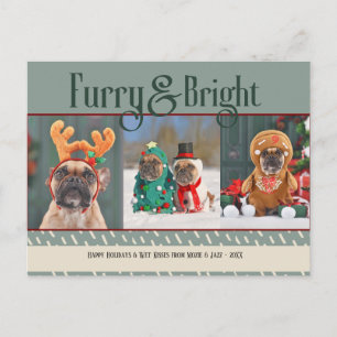 Cartão Postal De Festividades Cartão-postal de Natal Furry & Bright Dog
