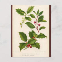 Cartão-postal de Natal Holly Botanical Illustratio