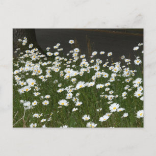 Cartão Postal De Festividades Cartão-postal do Daisies Field DIY