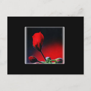 Cartão Postal De Festividades Cartão-postal do Namorados Bud da Flor Vermelha
