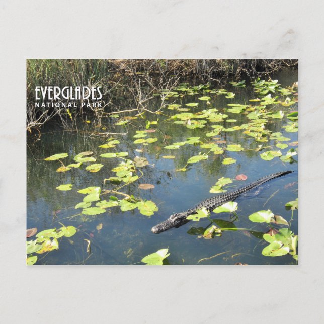 Cartão Postal De Festividades Cartão-postal Everglades (Frente)