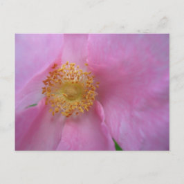 Cartão Postal De Festividades Cartão-postal Feriado