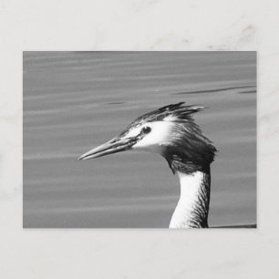 Cartão Postal De Festividades Cartão-postal Grebe Crestado do excelente