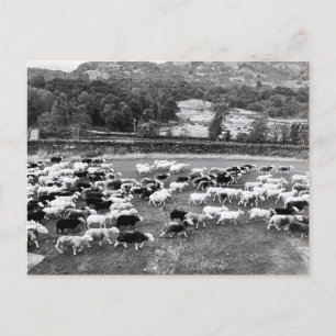 Cartão Postal De Festividades Cartão-postal Herdwick Sheep