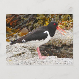 Cartão Postal De Festividades Cartão-postal Oystercatcher