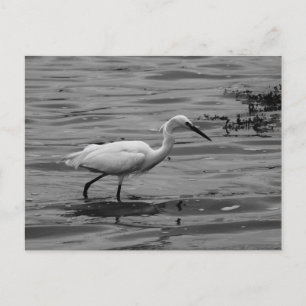 Cartão Postal De Festividades Cartão-postal pequeno Egret