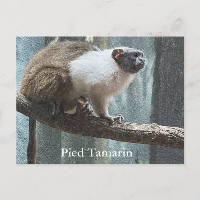 Cartão Postal De Festividades Cartão-postal Pied Tamarin (Frente)