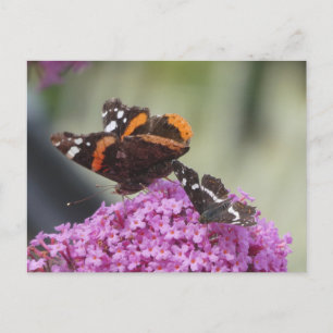 Cartão Postal De Festividades Cartão-postal Red Admirator and Map Butterfly