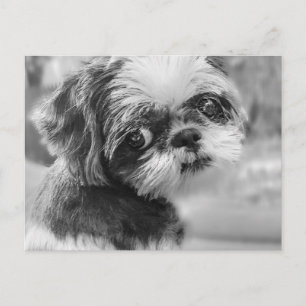 Cartão Postal De Festividades Cartão-postal Shih Tzu