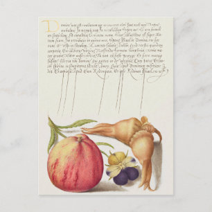 Cartão Postal De Festividades Cartão-postal Vintage Botanical Illustration Holid