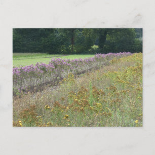 Cartão Postal De Festividades Cartaz do campo de flores selvagens púrpura e amar
