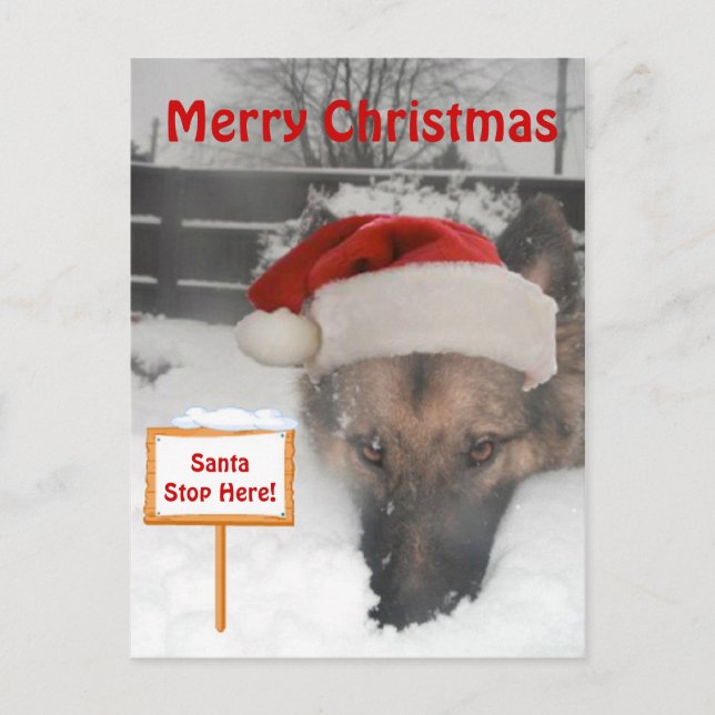 Cartão Postal De Festividades Cartaz Papais noeis de German shepherd Parar Aqui (Frente)
