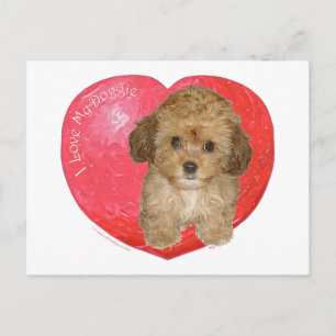 Cartão Postal De Festividades Cavachon Dia dos Namorados
