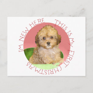 Cartão Postal De Festividades Cavachon Filhote Primeiro Natal