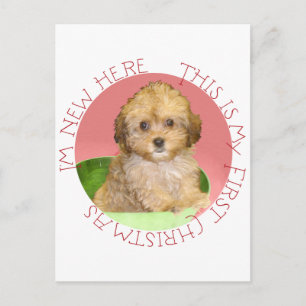 Cartão Postal De Festividades Cavachon Filhote Primeiro Natal