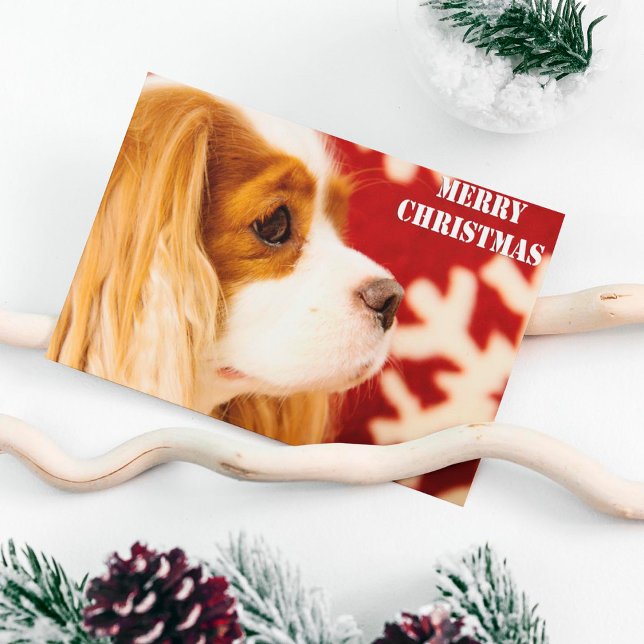 Cartão Postal De Festividades Cavalier King Charles Snowflake Natal (Criador carregado)