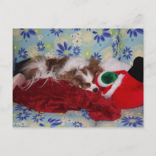 Cartão Postal De Festividades Cavalier King Charles Spaniel Sobrecarga de Natal