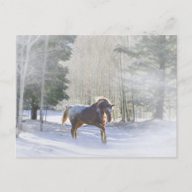 Cartão Postal De Festividades Cavalo Appaloosa nas Saudações da Estação da Neve (Frente)