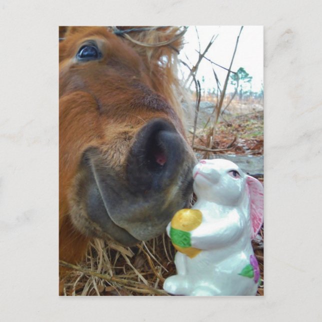Cartão Postal De Festividades Cavalo do coelhinho da Páscoa e do Brown (Frente)