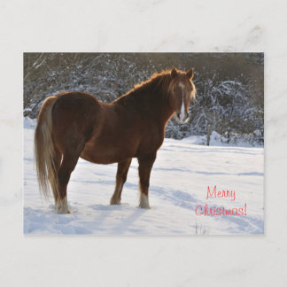 Cartão Postal De Festividades Cavalo no Natal da neve