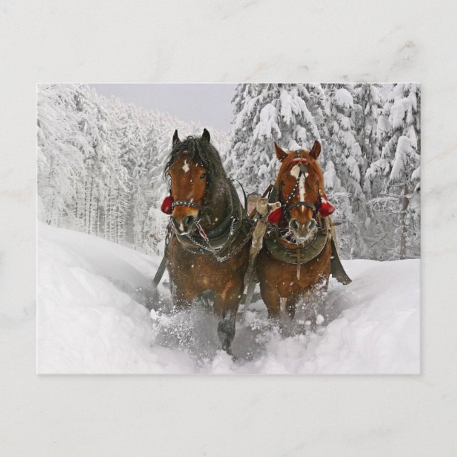 Cartão Postal De Festividades Cavalos de Natal (Frente)