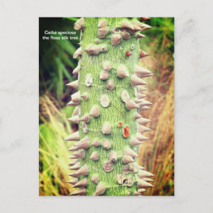 Cartão Postal De Festividades Ceiba speciosa, a seda do fio dental
