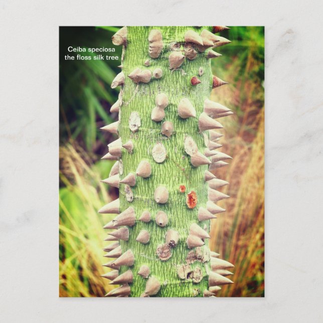 Cartão Postal De Festividades Ceiba speciosa, a seda do fio dental (Frente)