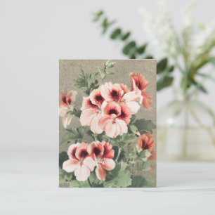 Cartão Postal De Festividades Cereja de Natal floresce