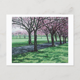 Cartão Postal De Festividades Cereja floresce. Os Prados, Edinburgh Pola.B.Alex