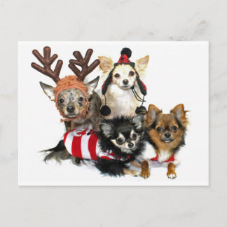 Cartão Postal De Festividades Chihuahuas do Natal