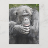 Chimpanzé Contemplativo