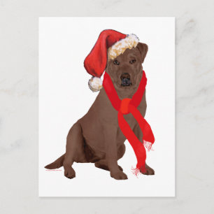Cartão Postal De Festividades Chocolate Labrador Varejista Natal