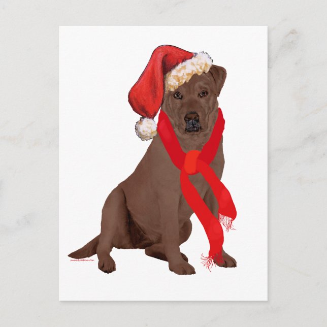 Cartão Postal De Festividades Chocolate Labrador Varejista Natal (Frente)
