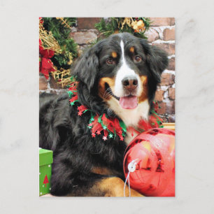 Cartão Postal De Festividades Christmas - Bernese Mountain Dog - Chloe