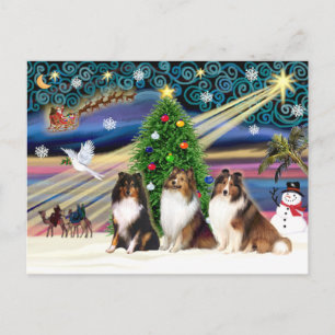 Cartão Postal De Festividades Christmas Magic Shetland Sheepdogs (three)