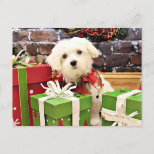 Cartão Postal De Festividades Christmas - Maltese - Flash